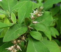 Amaranthaceae (Amaranth or pigweed family)