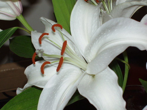 lily flower pictures