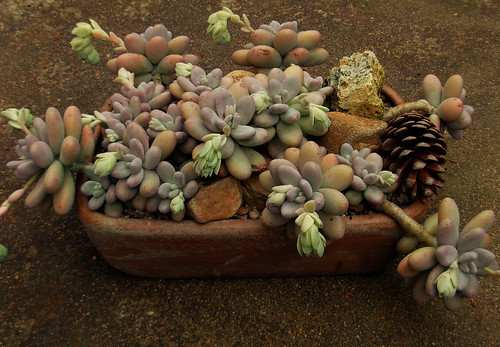 Pachyphytum oviferum by ecos de pedra