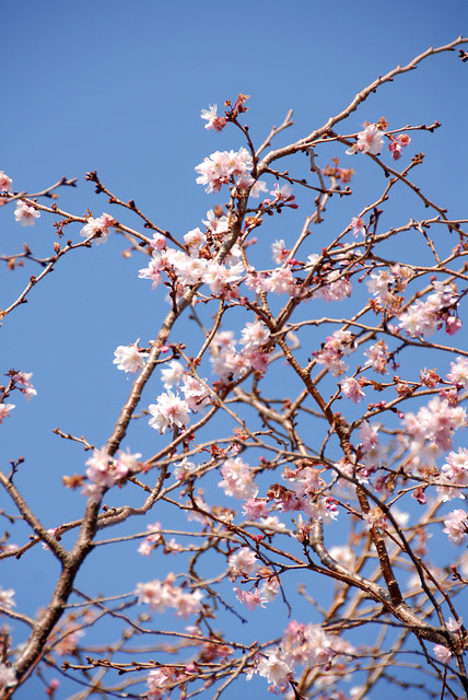Winter Cherry Blossom Tree Flickr Photo Sharing