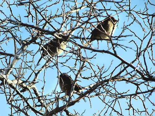 three little birds 20.11.07