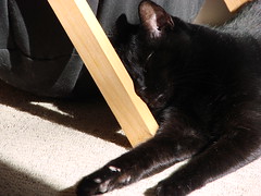 Sunlight Cats