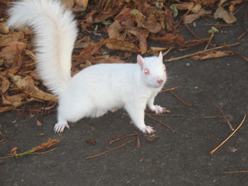 White Squirrel Looking Alert
