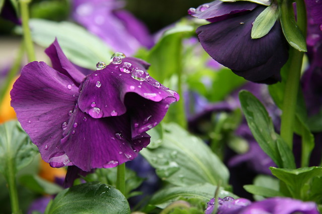 Rain Drops on Purple Pansy