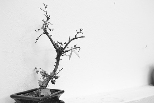budo and bonsai
