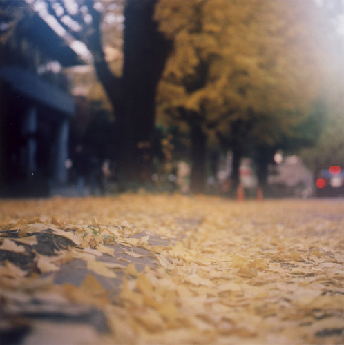 yellow leaves, yellow streets