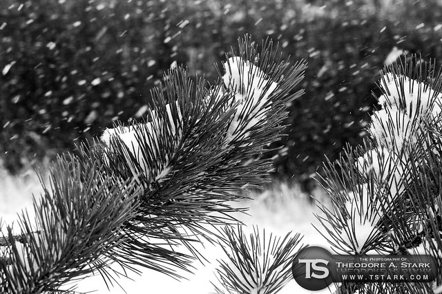 Snow Falling on Pine