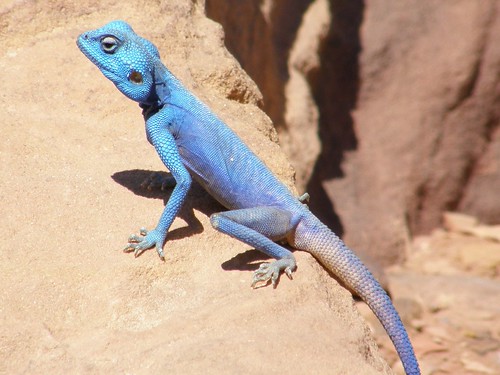 Agama azul del Sinaí / Sinai Blue Agama (Pseudotrapelus sinaitus)