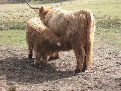 muckle coo. highland cattle