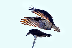 Hawks and Osprey