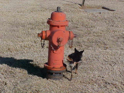 Itzl Peeing on Fire Hydrant