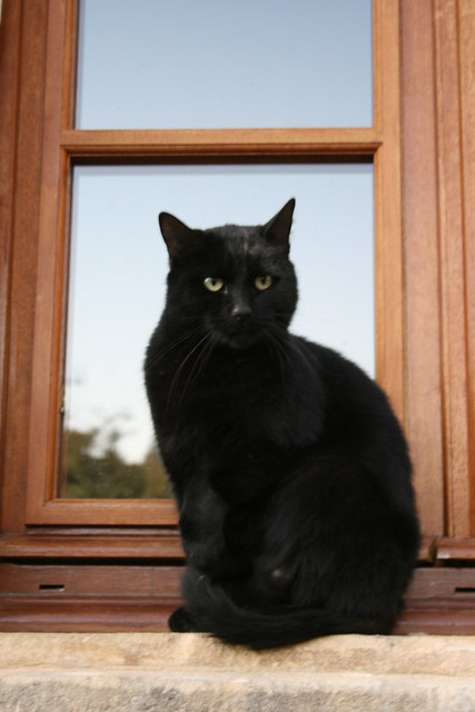 un chat noir à Domme