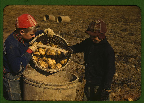Children gathering potatoes on a large farm, vicinity of Caribou, Aroostook County, Me. Schools do not open until the potatoes are harvested &nbsp;(LOC)