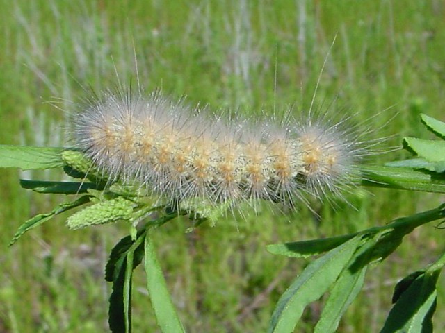 White Hairy Caterpillar 4