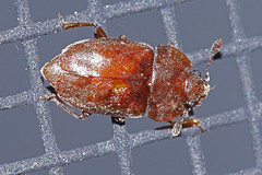 Nitidulidae - Nit Beetles