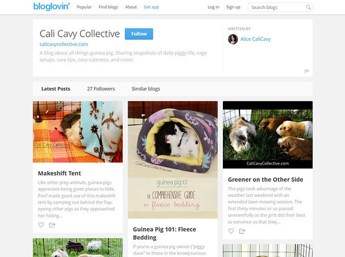 Cali Cavy Collective guinea pig blog on bloglovin