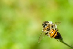 Bees and wasp
