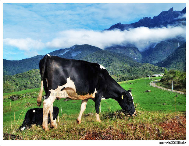 Desa cattle farm kundasang, Desa Dairy Farm - Mesilau Dairy Farm Milk Farm Sabah