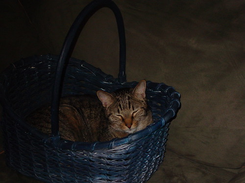 Clive gets cozy in a basket