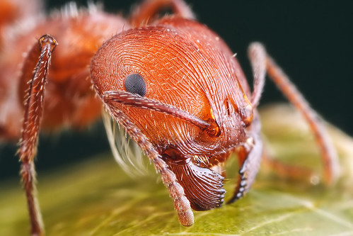 harvester ant close up