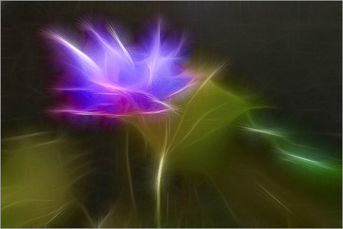 Purple Fractalius Lotus Flower IMGP8087 