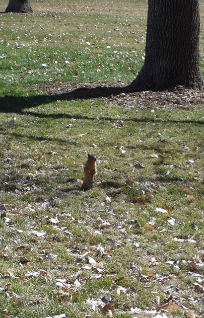 Squirrel at one with his Tree Self