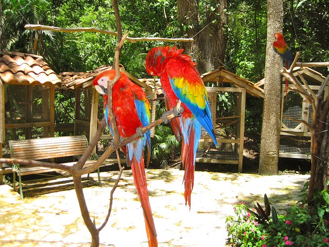 macaws in concorvado national park, costa rica