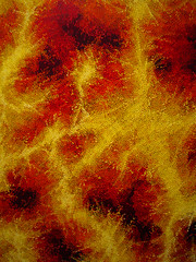from the "utopia, paintings by australian aboriginal artists" show at the space gallery in pittsburgh, pa, 12/2007 (17)