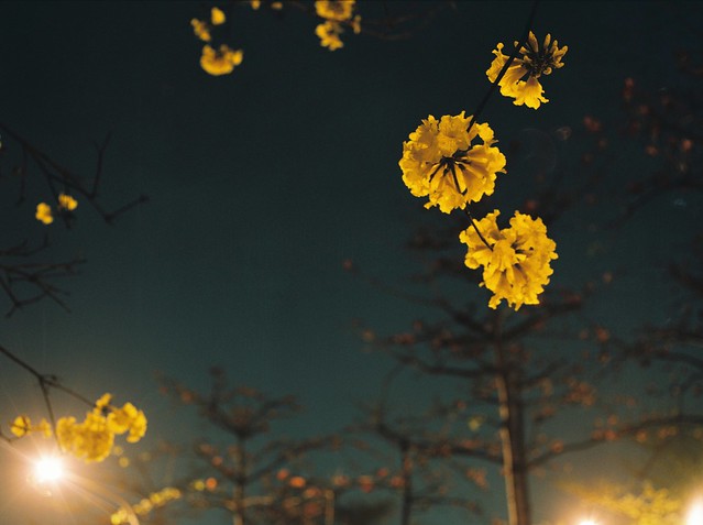 夜攝-黃金風鈴木