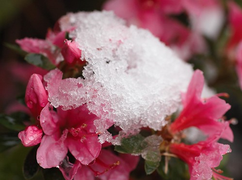 Macro Snow and Flowers by Luke Robinson