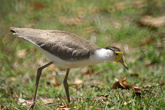 Charadriidae - Plovers and Lapwings