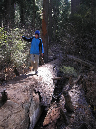 walking on a sequoia