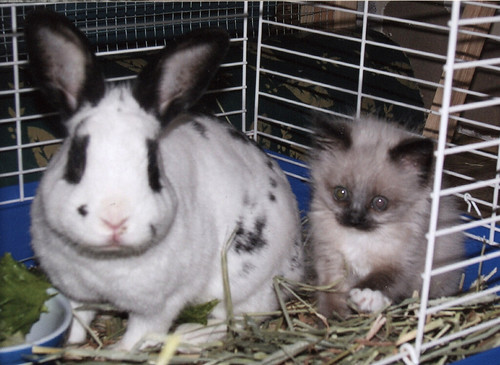 baby charlene and the bunny
