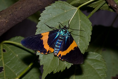 橙帶藍尺蛾 Milionia basalis pryeri 