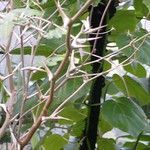 Bullhorn Acacia - Acacia cornigera - Costa Rica