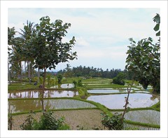 Bali - ricefields