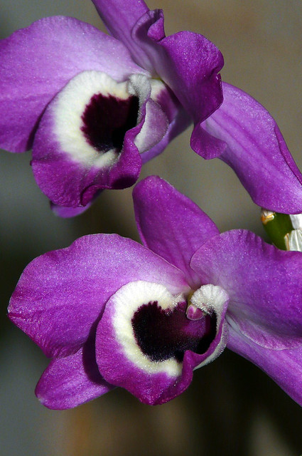 Dendrobium nobile species orchid