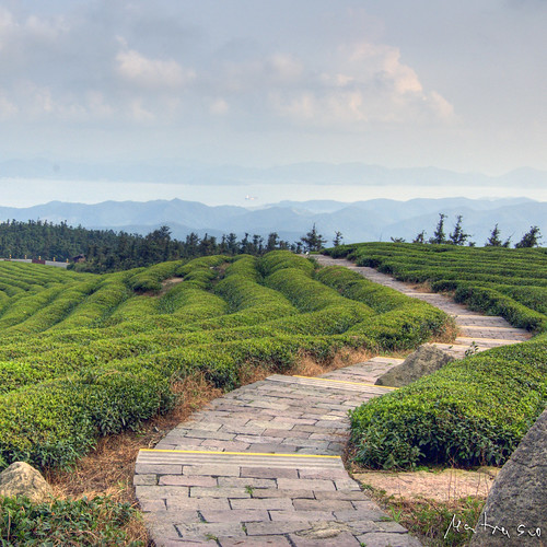 Tea Mountain: Path