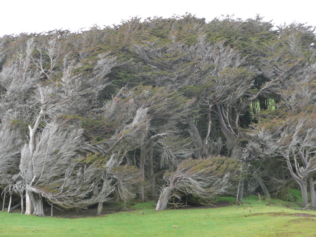 кривые деревья Новая Зеландия