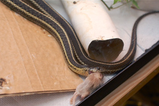 Butler's garter snake eating a mouse