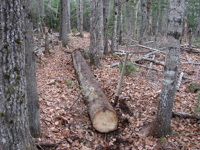 old fashioned logging