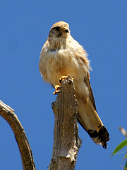 Falconidae - Falcons and Caracaras