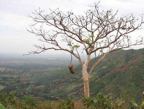 Photograph of a beehive in a tree overlooking a hill