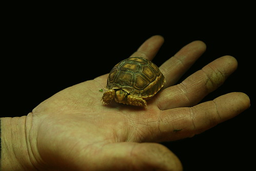 Baby Giant Turtle by hyakuhei