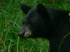 the black bear