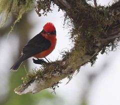 Galapagos- Miscellaneous Birds Part 2