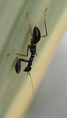 Teeny weeny black mantis