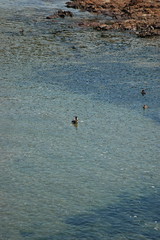 Mergansers, Pescadero, '07
