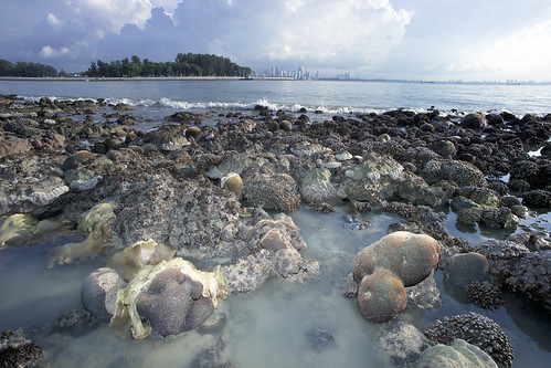 City Reefs: Kusu Island