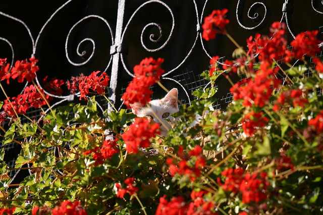 Cats in flowers in Sarlat